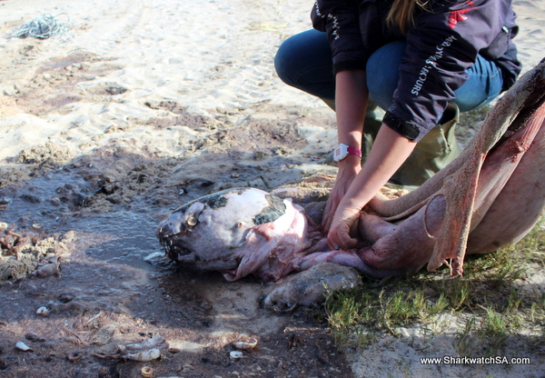 Los restos de un lobo marino encontrados dentro de un tiburón blanco
