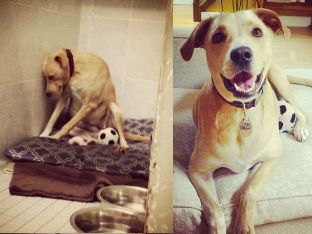 Lana antes y después de ser adoptada
