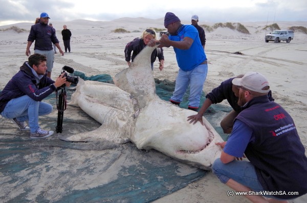 Tiurón blanco hembra víctima de orcas en Sudáfrica