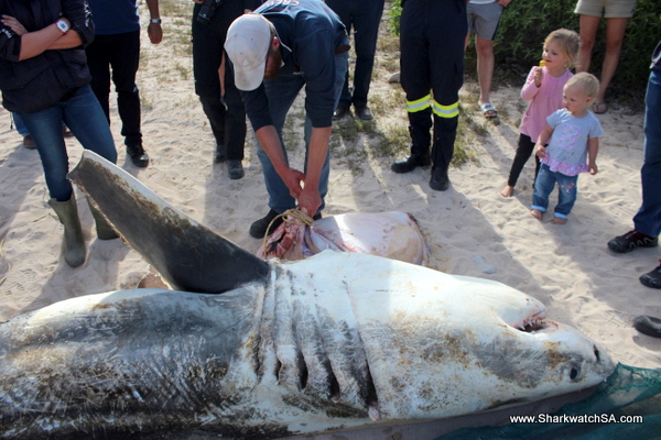 Tiurón blanco macho víctima de orcas en Sudáfrica