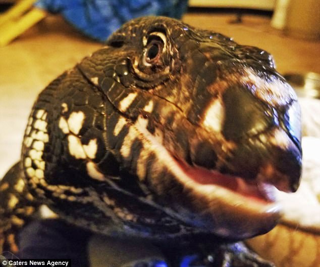 Winston, el tegu argentino que le gusta acurrucarse con su dueña Sarah Crow