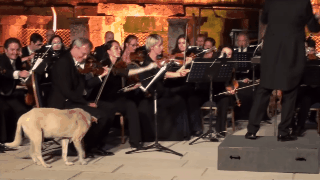 La Orquesta de Cámara de Viena recibió a un peludo invitado