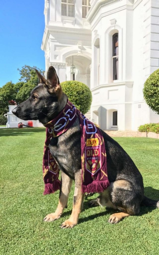 Gavel, el perro virreinal del Governador de Queensland