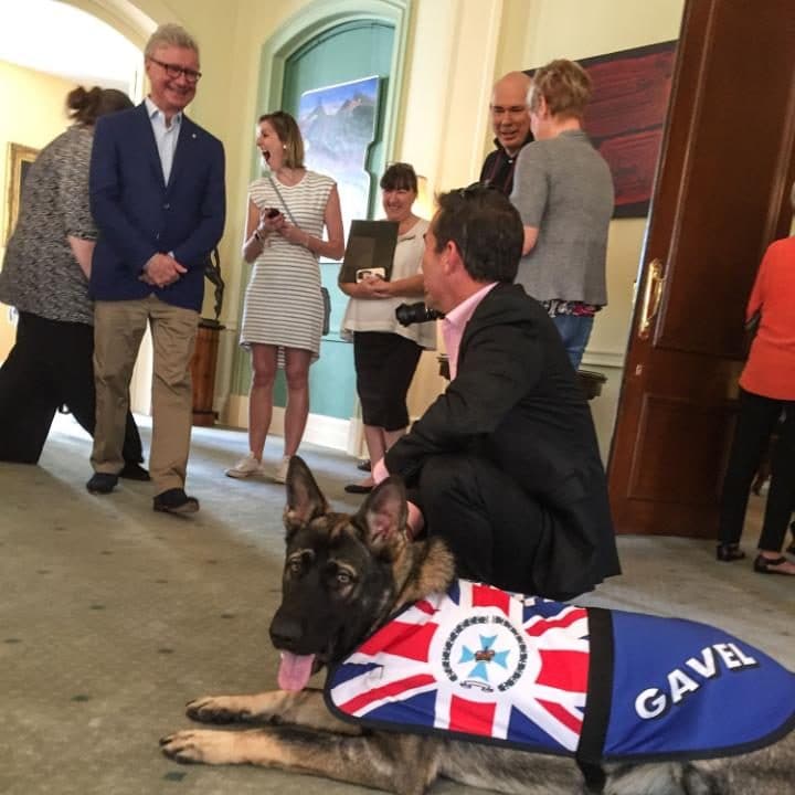 Gavel, el perro virreinal del Governador de Queensland