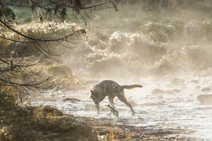 Lobos marinos de las costas de Columbia Británica