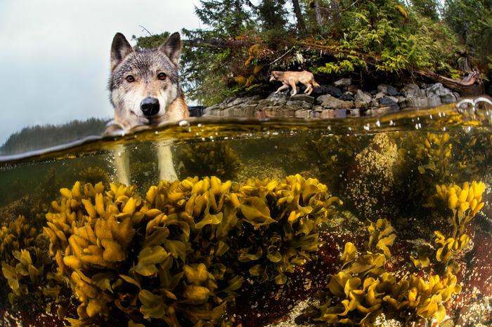 Lobos marinos de las costas de Columbia Británica