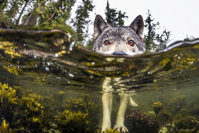Lobos marinos de las costas de Columbia Británica