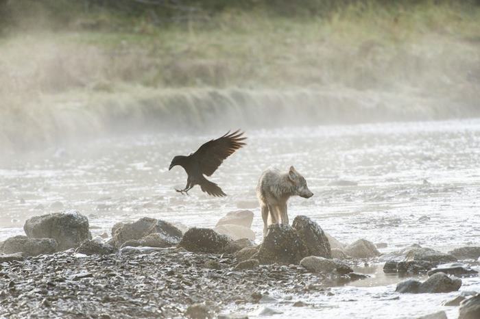 Lobos marinos de las costas de Columbia Británica