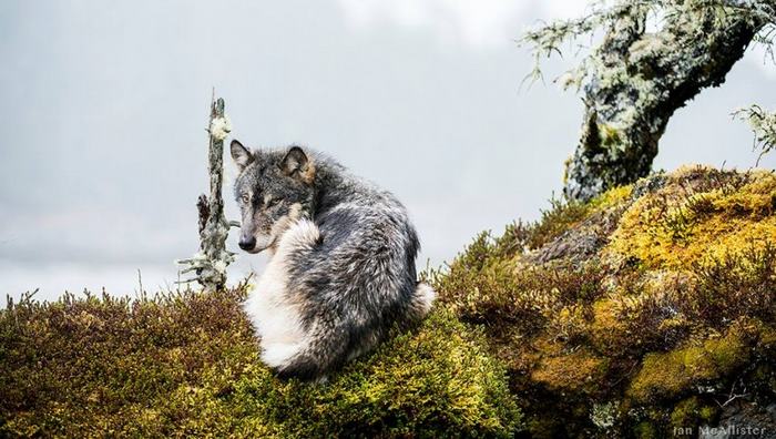 Lobos marinos de las costas de Columbia Británica