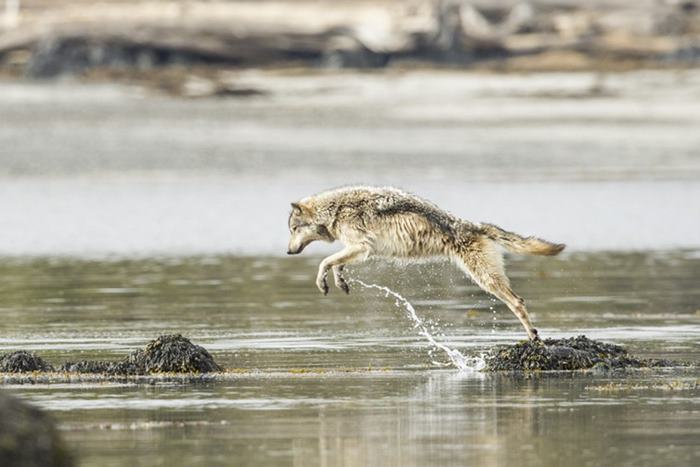 Lobos marinos de las costas de Columbia Británica