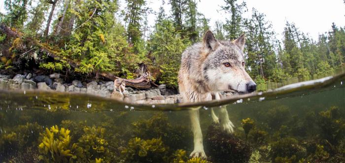 Lobos marinos de las costas de Columbia Británica