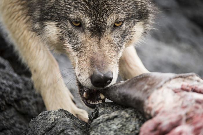 Lobos marinos de las costas de Columbia Británica