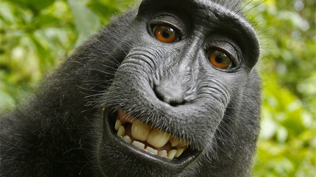 Una selfie tomada por un mono