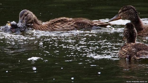 Pato casando a un polluelo en el agua