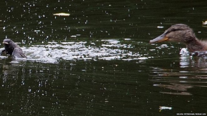 Pato casando a un polluelo en el agua