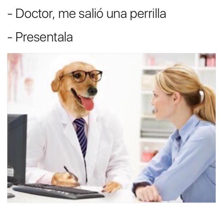meme doctor perro perrilla