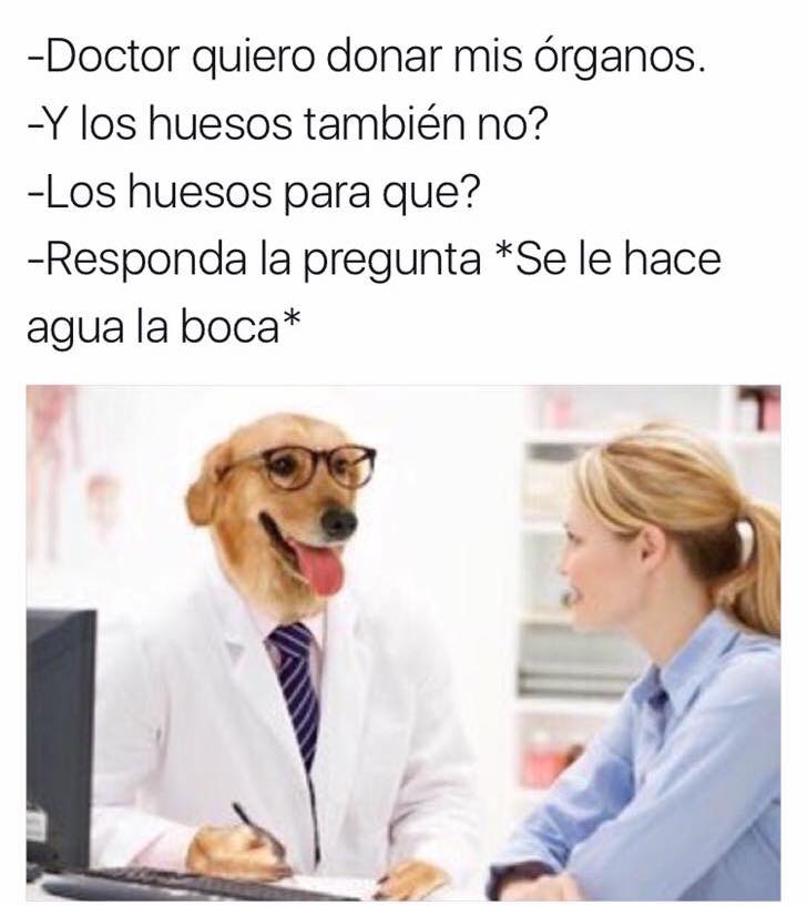meme doctor perro donar huesos