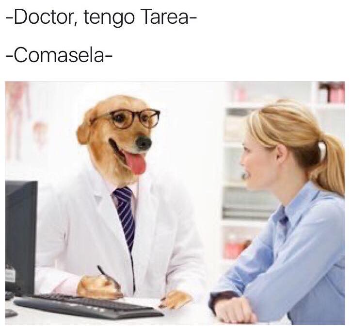 meme doctor perro tengo tarea
