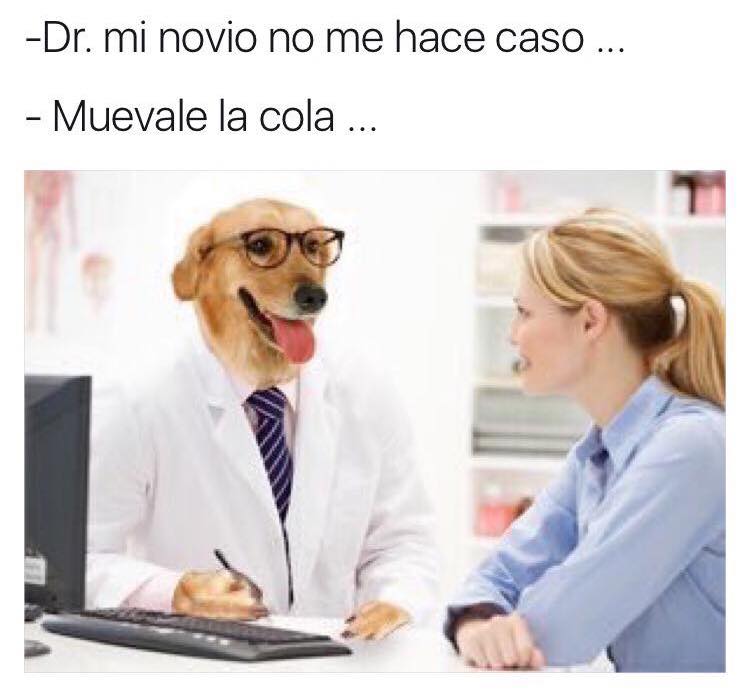 meme doctor perro novio no hace caso