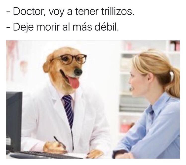 meme doctor perro trillizos