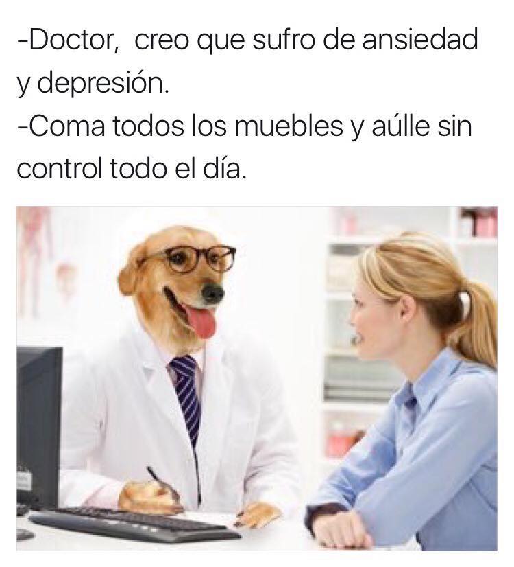 meme doctor perro ansiedad y depresión