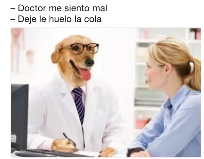 doctor perro me siento mal