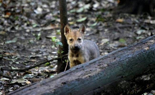 Lobeznos de lobo mexicano en Los Coyotes