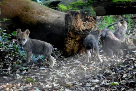 Lobeznos de lobo mexicano en Los Coyotes