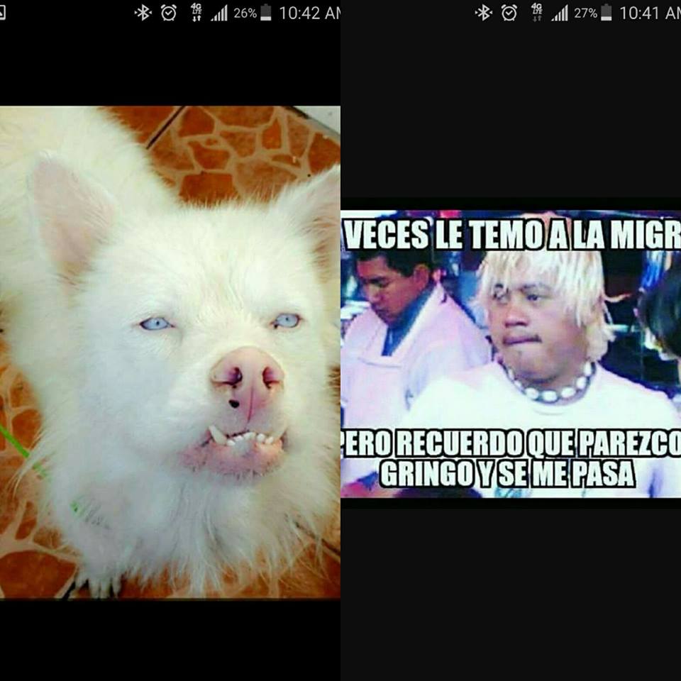 Chilaquil meme gringo