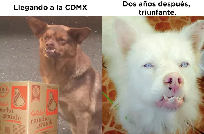 Chilaquil llegando a la cdmx