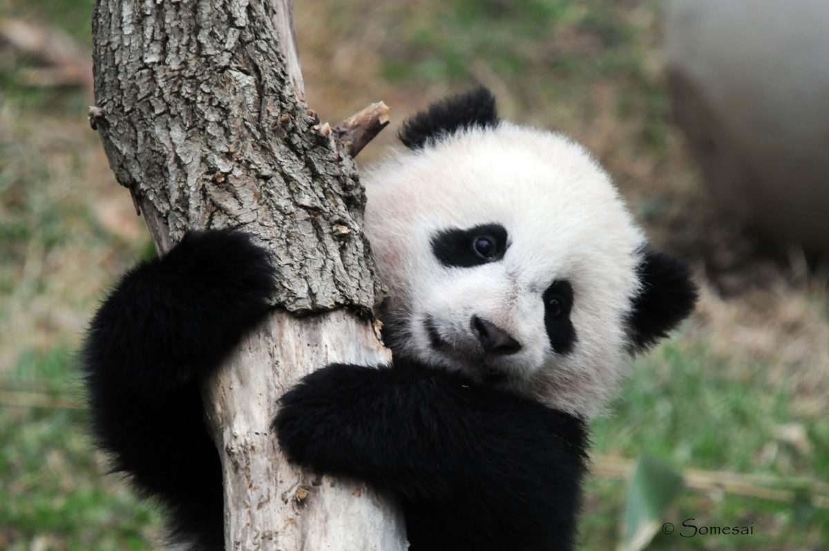 La Panda gigante Bao Bao