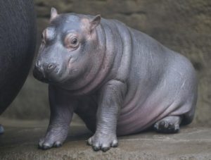 Hipopótamo bebé