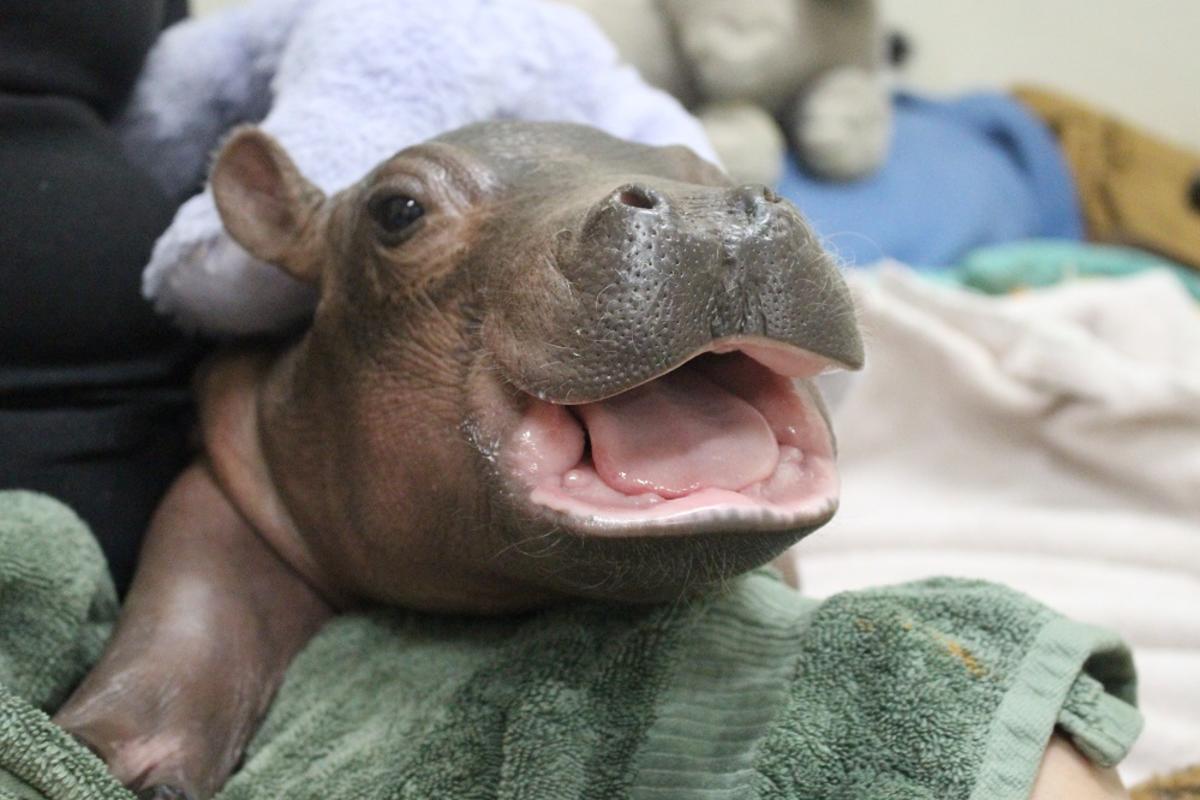 Fiona, la hipopÃ³tamo bebÃ© del ZoolÃ³gico de Cincinnati