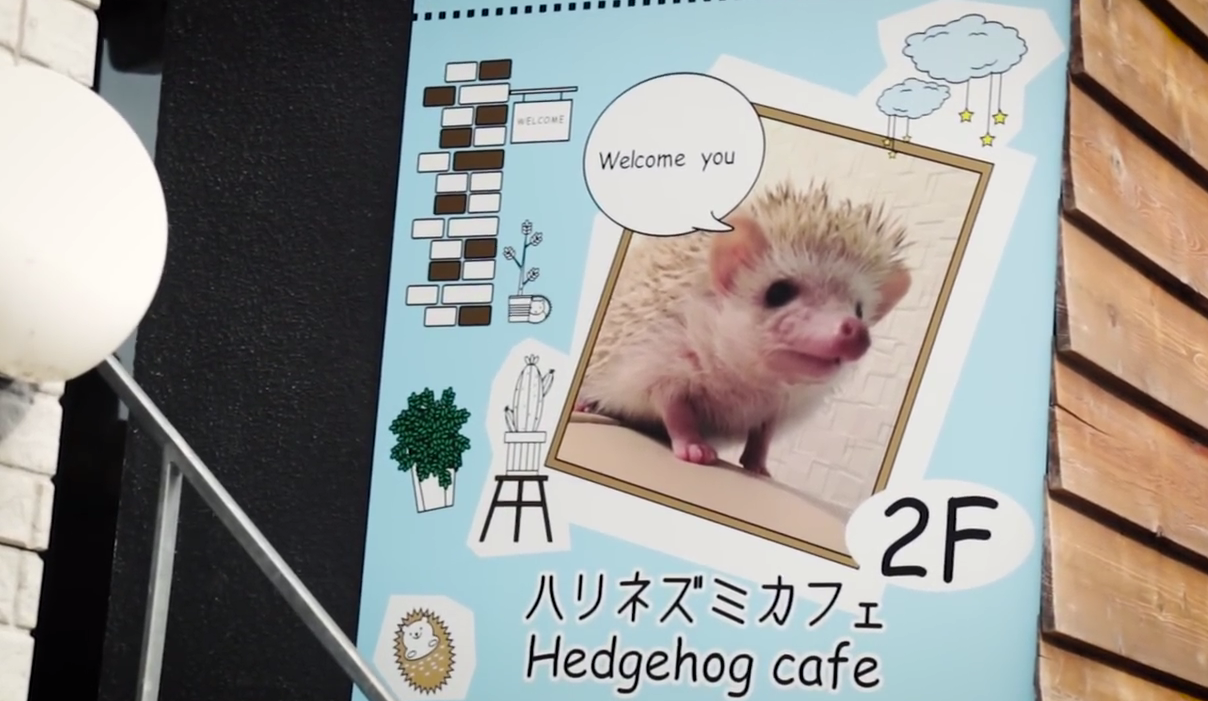 El café de erizos, o harinezumi, Harry