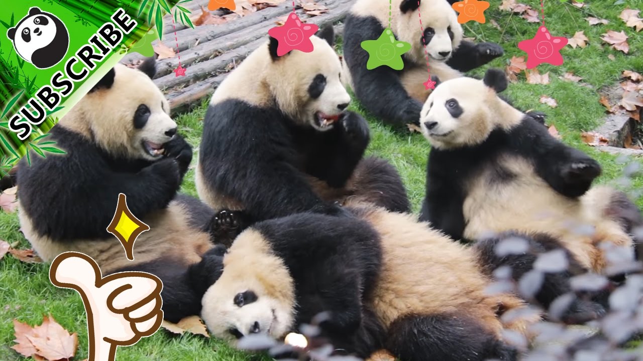 Transmisiones en vivo de pandas en iPanda