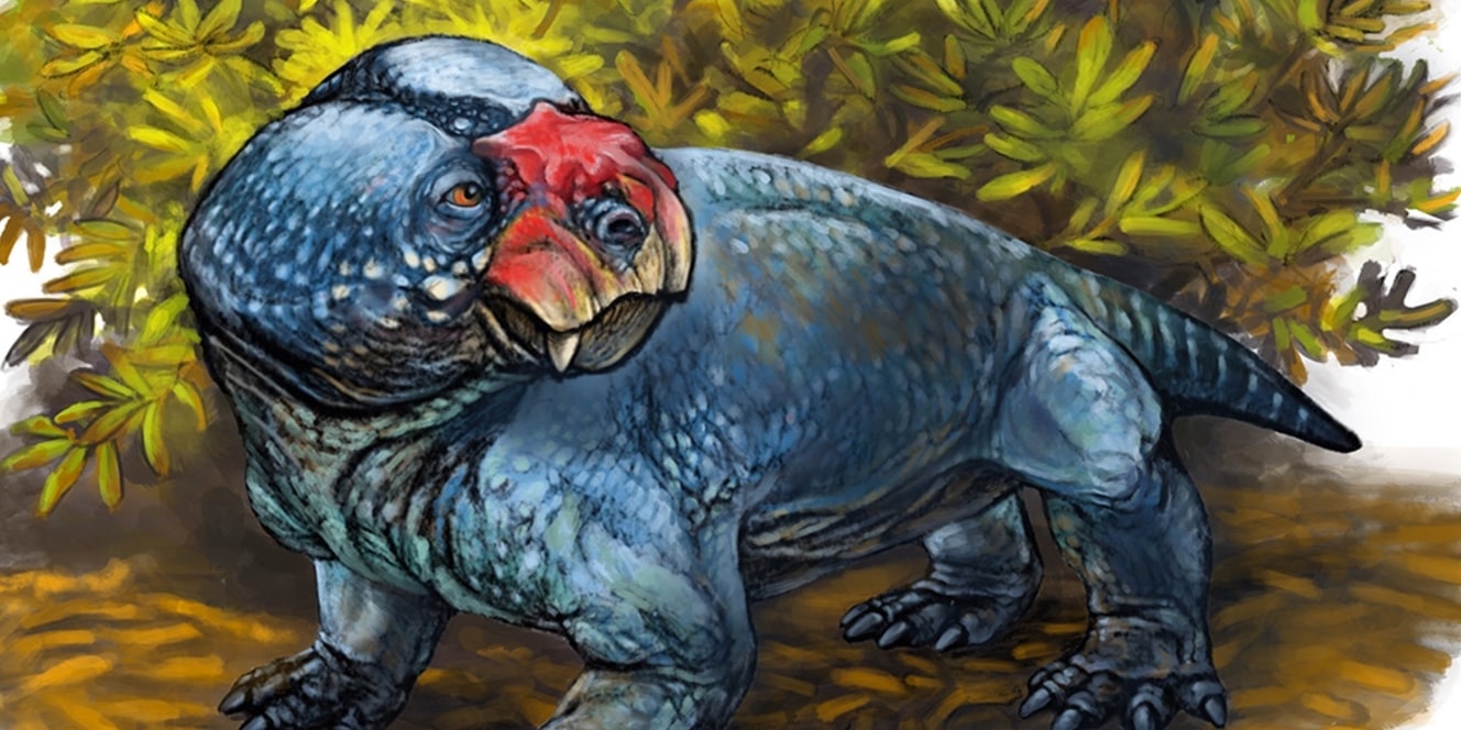 Bulbasaurus phyloxyron