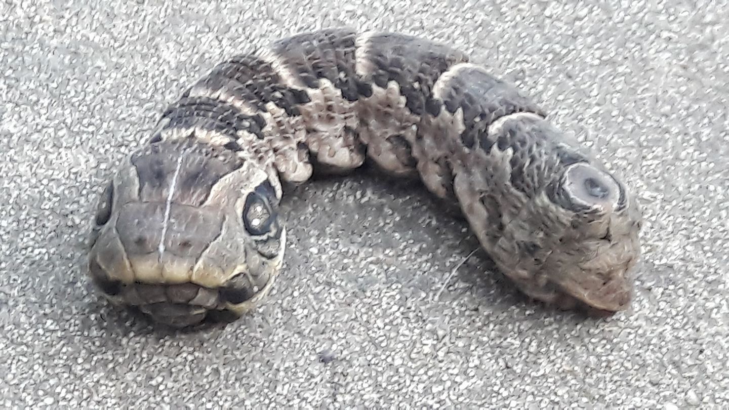 Mujer encuentra serpiente de dos cabezas en su jardÃ­n