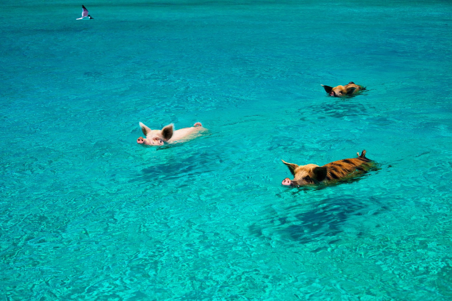 Los cerditos nadadores de Bahamas murieron por ingerir alcohol