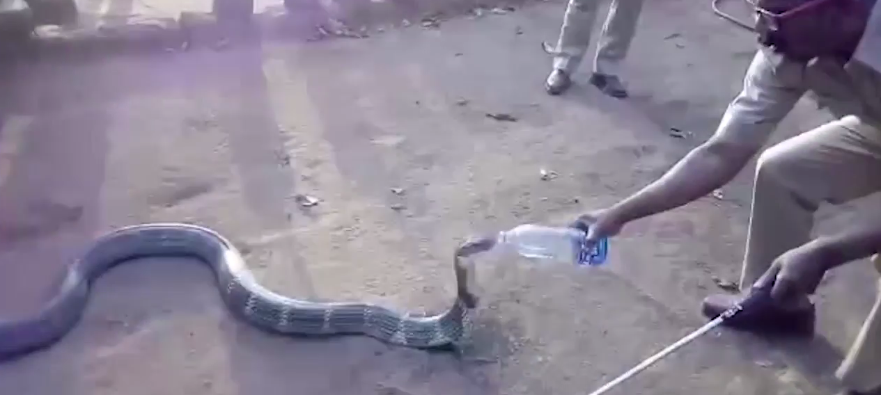 Cobra bebiendo botella agua sequía India