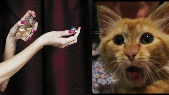Crean perfume que huele como a gatos, sÃ­ las mascotas