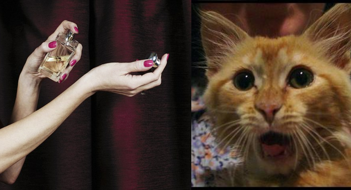Crean perfume que huele como a gatos, sí las mascotas