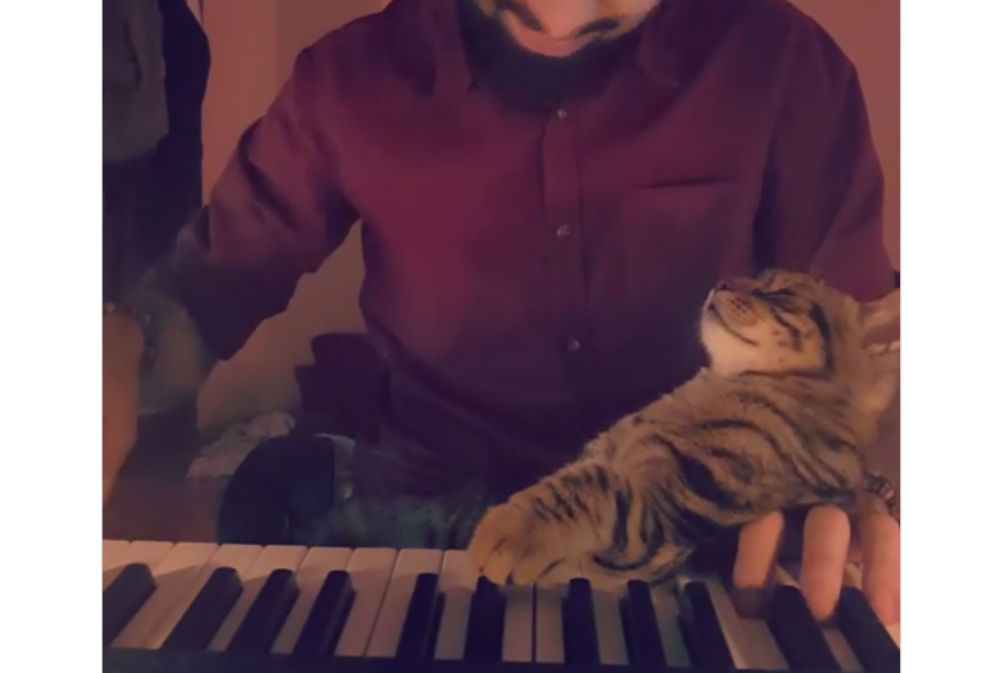 Gato piano Instagram Sarper Duman