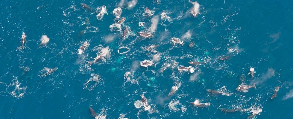 Grupo ballena jorobada yubarta gubarte