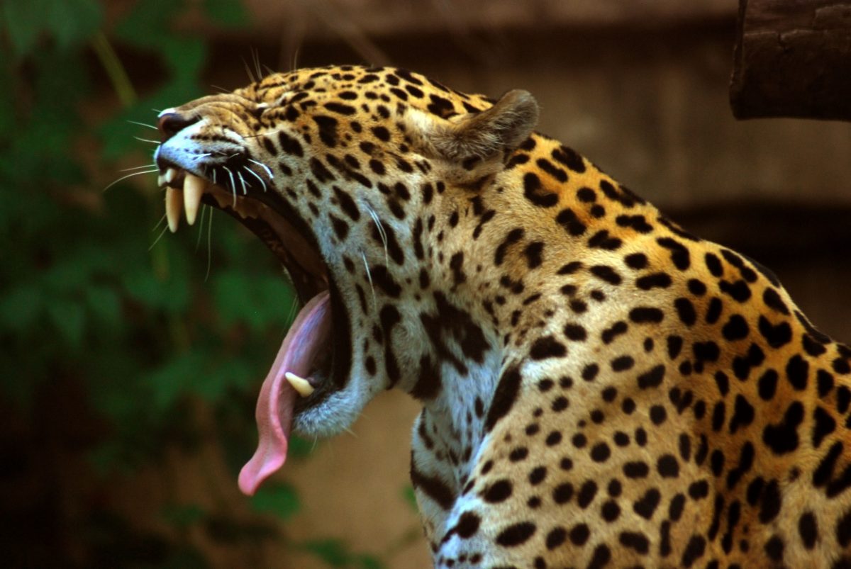 Jaguar, Vida Silvestre de América