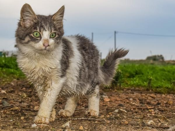 Crean perfume que huele como a gatos, sí las mascotas
