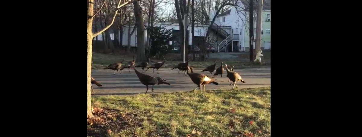 Pavos rodeando un gato muerto