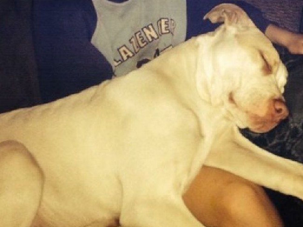 Perro salva a niÃ±o de ser asesinado por su propia madre