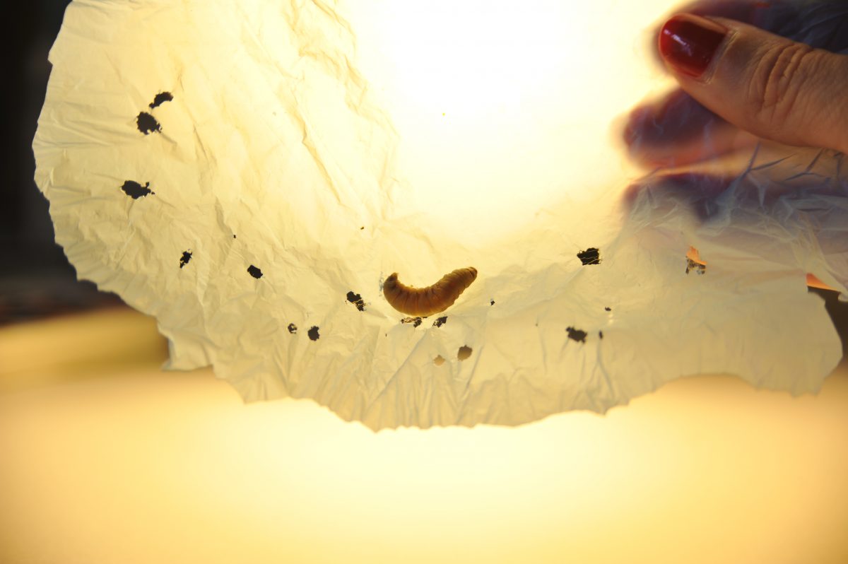 La larva de la cera además de comer cera, puede comer plástico