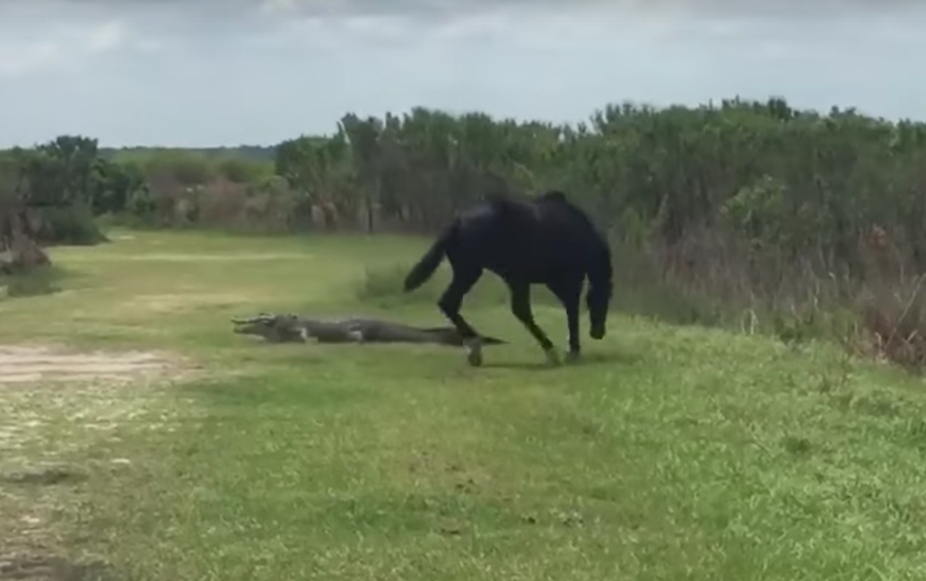 Un caballo salvaje atacÃ³ a un cocodrilo en un parque de Florida