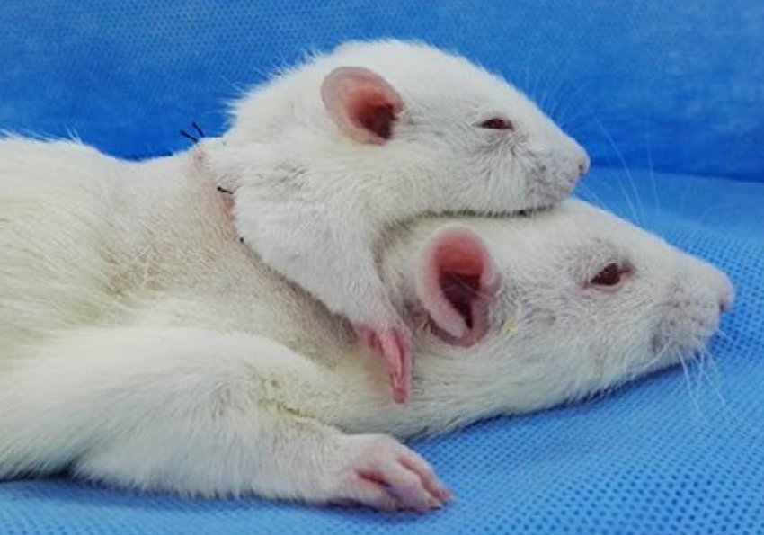 CientÃ­ficos transplantaron la cabeza de una rata en el cuerpo de una mÃ¡s grande